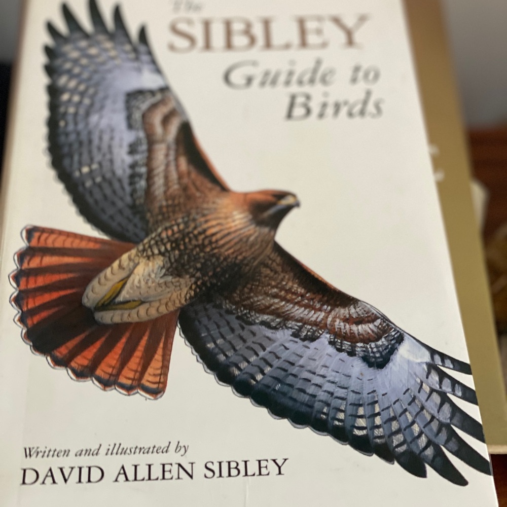 The Guide to Birds by David Allen - Multicolor